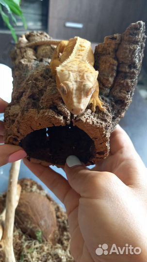 Геккон бананоед