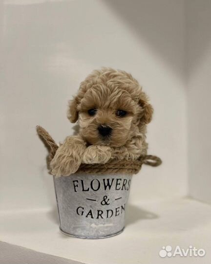 Мальтипу micro из кореи f1 эксклюзив