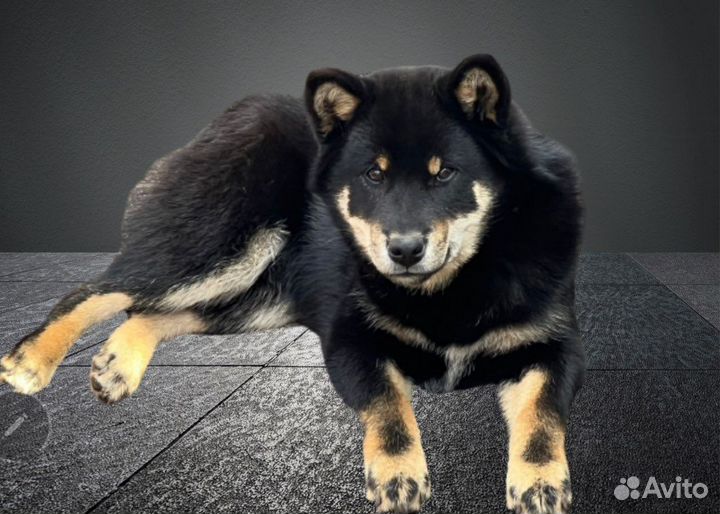 Сиба ину щенки