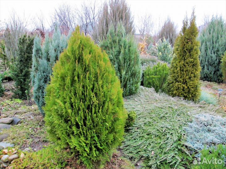 Туя Ауреа-Нана пышная