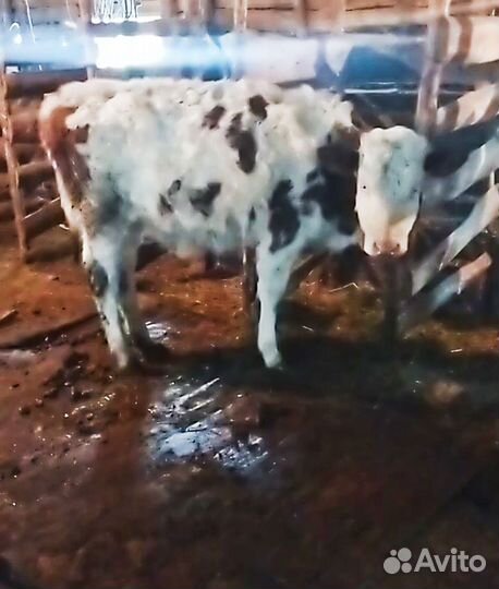 Телки молочные