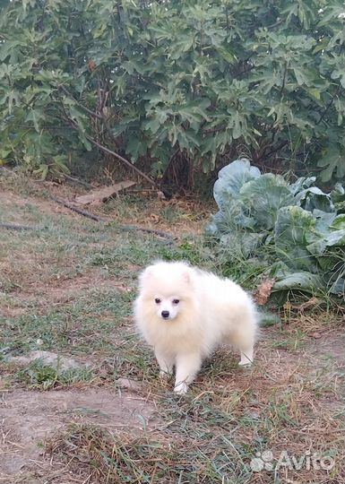 Малыши шпица