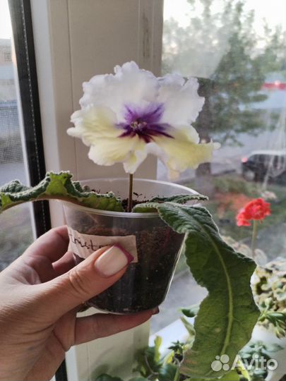 Стрептокарпус Tristan