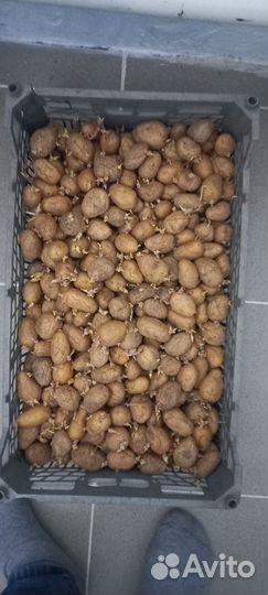 Семенной картофель