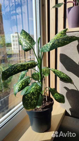 Диффенбахия