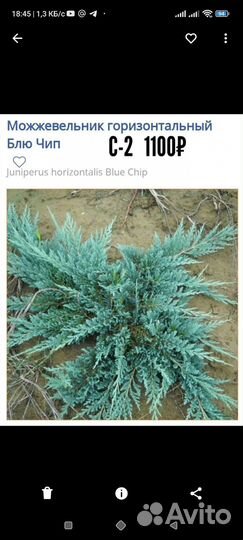 Хвойные растения