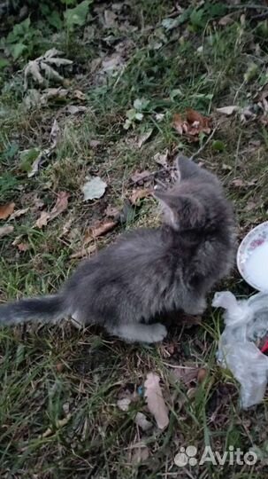 Котёнок серый бесплатно