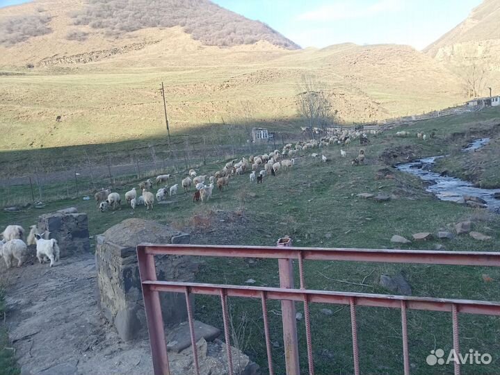 Овцы ягнята козы козлята