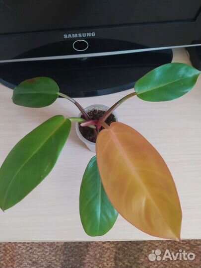 Филодендрон Джангл февер вар, сингониумы