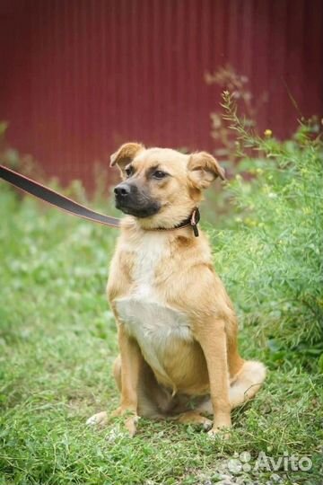 Собака Поли