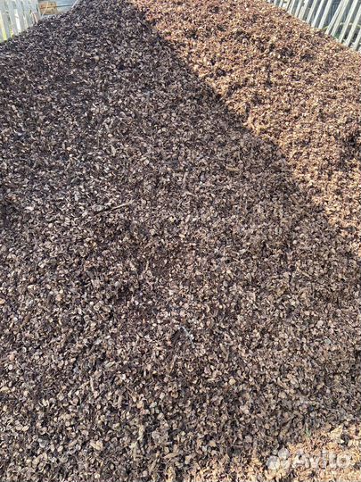 Кедровая шелуха