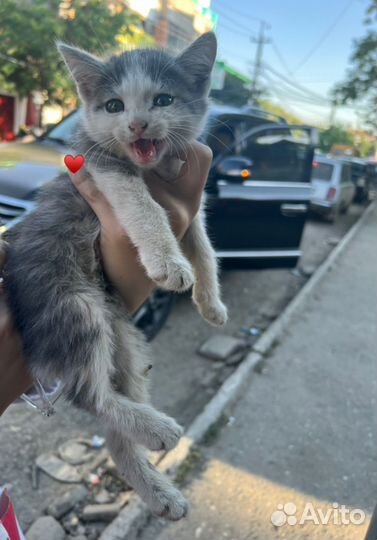 Отдам котенка
