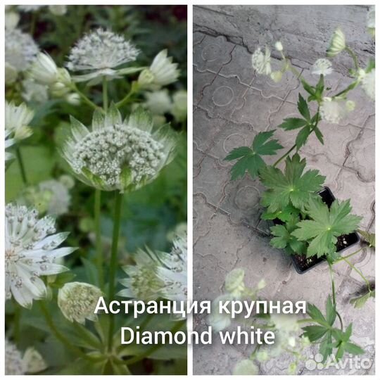 Многолетники