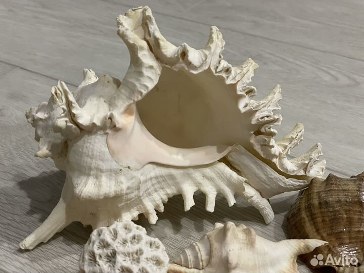 Ракушки и раковины морские для аквариума