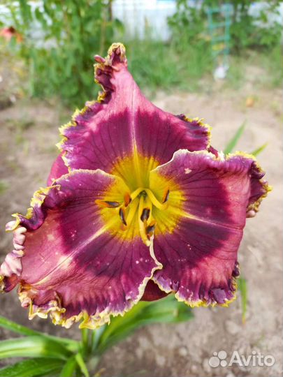 Лилейник Византин Смайл