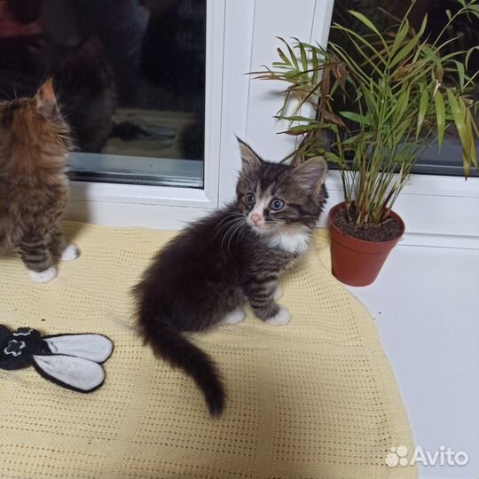 Котята в добрые руки, приучены к лотку