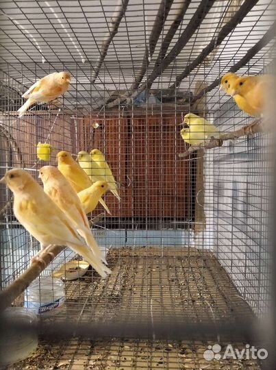 Волнистые попугаи, канарейки, кареллы