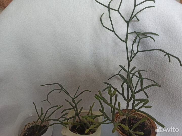 Комнатные цветы