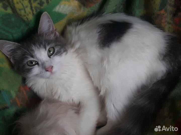 Серебристо - белая девочка