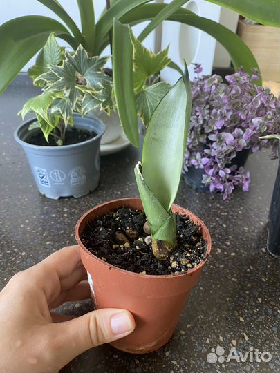 Комнатные растения цветы