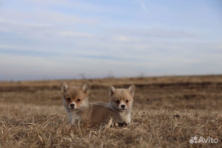 Вельш корги пемброк