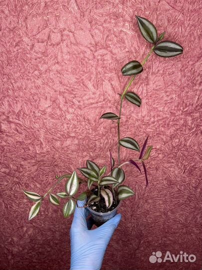 Tradescantia Quadricolor (Традесканция)