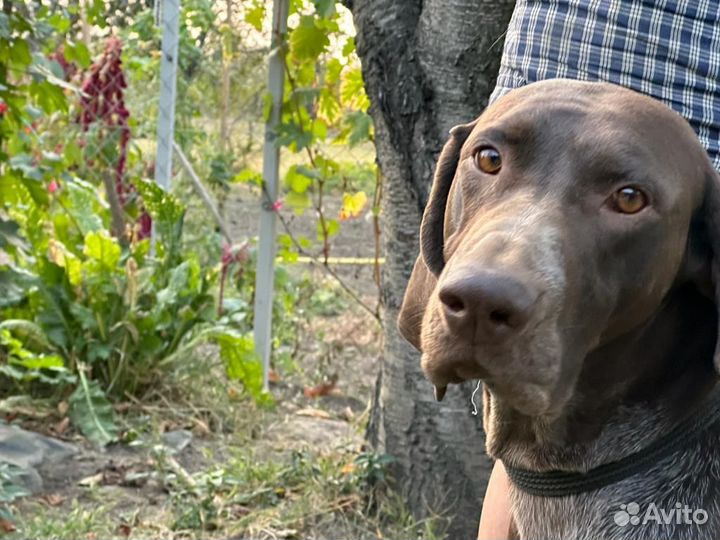 Щенки породы курцхаар