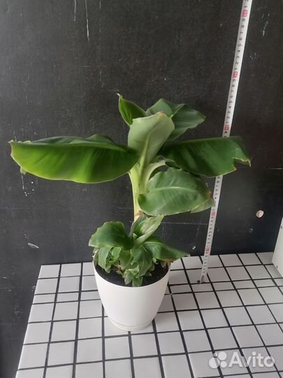 Банан карликовый