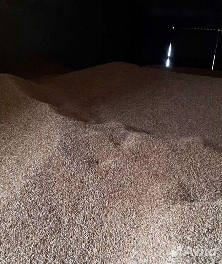 Кормовой горох, Пшеница озимая на корм/посев