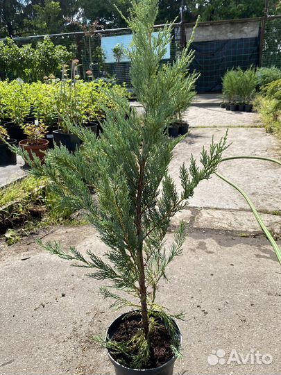 Можжевельник мунглоу