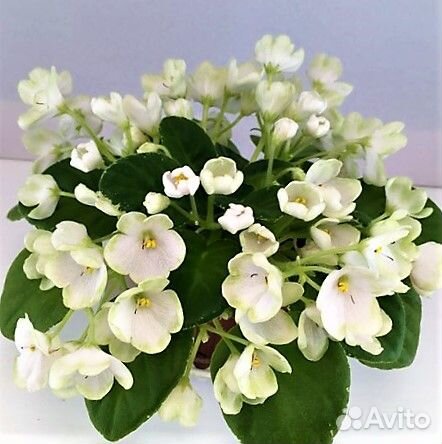 Сортовая фиалка Н - Подснежник полумини