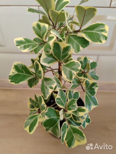 Фикус триангулярис