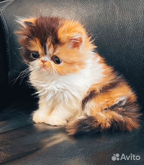 Персидская кошечка