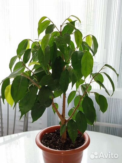 Молодые фикусы