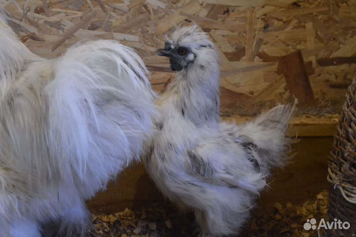 Ия и цыплята китайские шелковые, орпингтоны, брамы