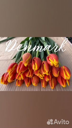 Тюльпаны к 8 марта оптом