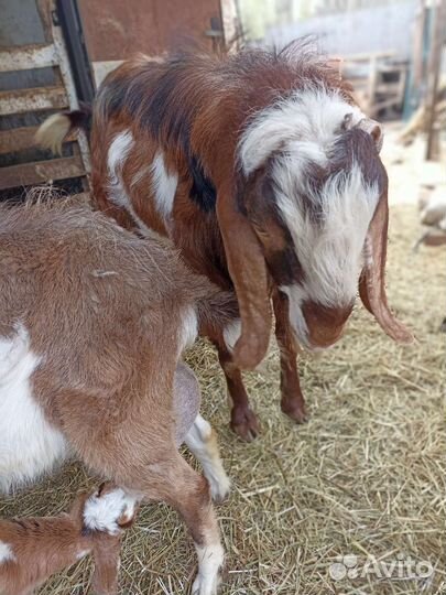 Козочка нубийка, и козлики нубийских кровей