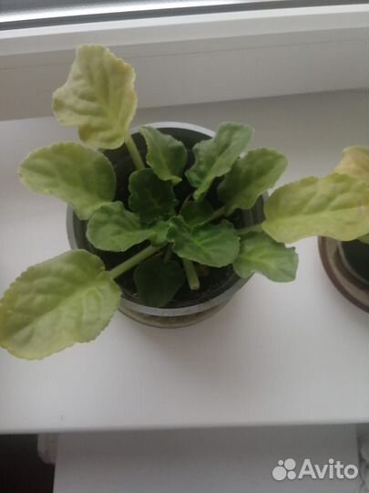 Фиалка белая