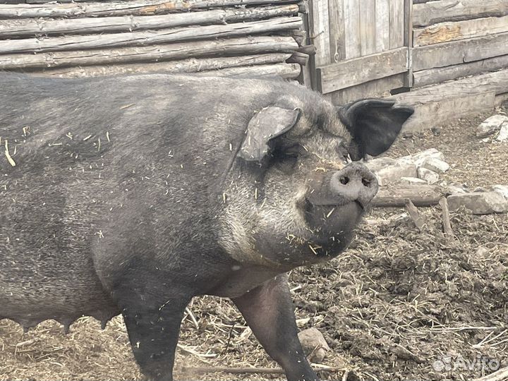 Свиноматок продам