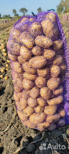 Картофель Оптом