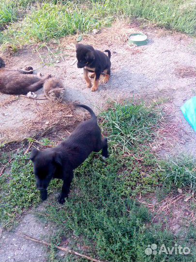 Щенки в добрые руки