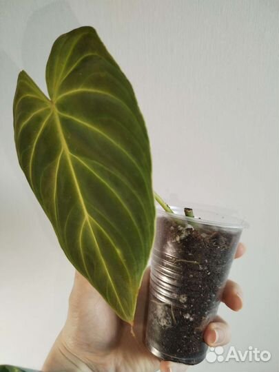 Комнатные растения