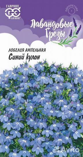 Рассада лобелии