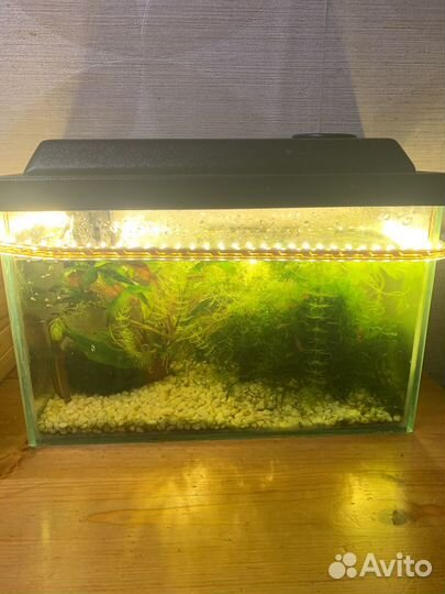 Растение в аквариумное коечетки