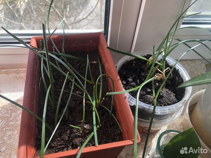 Зефирантес белый луковица (выскочка)