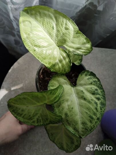 Сингониум Пикси