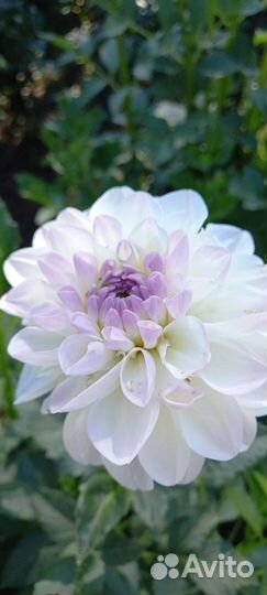 Георгины клубни