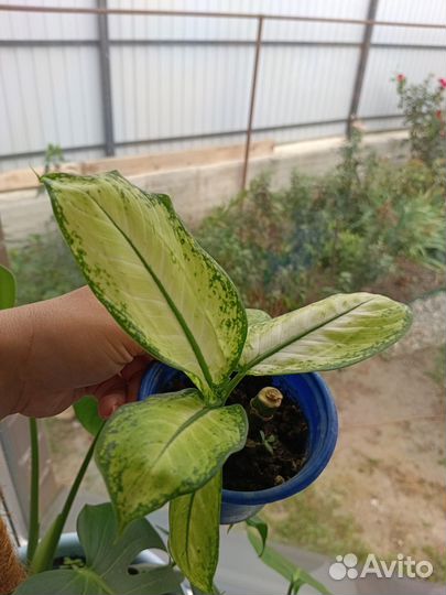 Диффенбахия