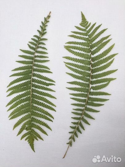 Сухоцветы плоской сушки