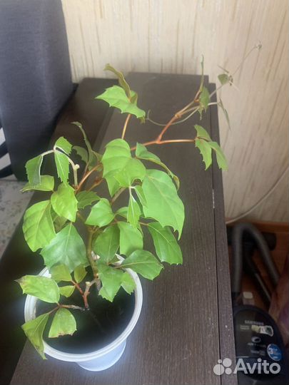 Циссус березка